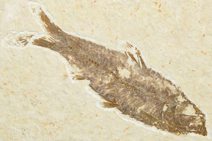 Detailed Fossil Fish (Knightia) - Wyoming #346037
